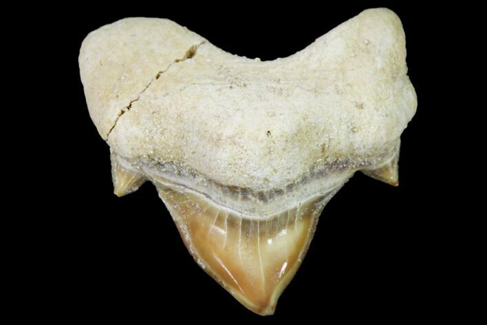 Pathological Shark (Otodus) Tooth - Morocco #108260